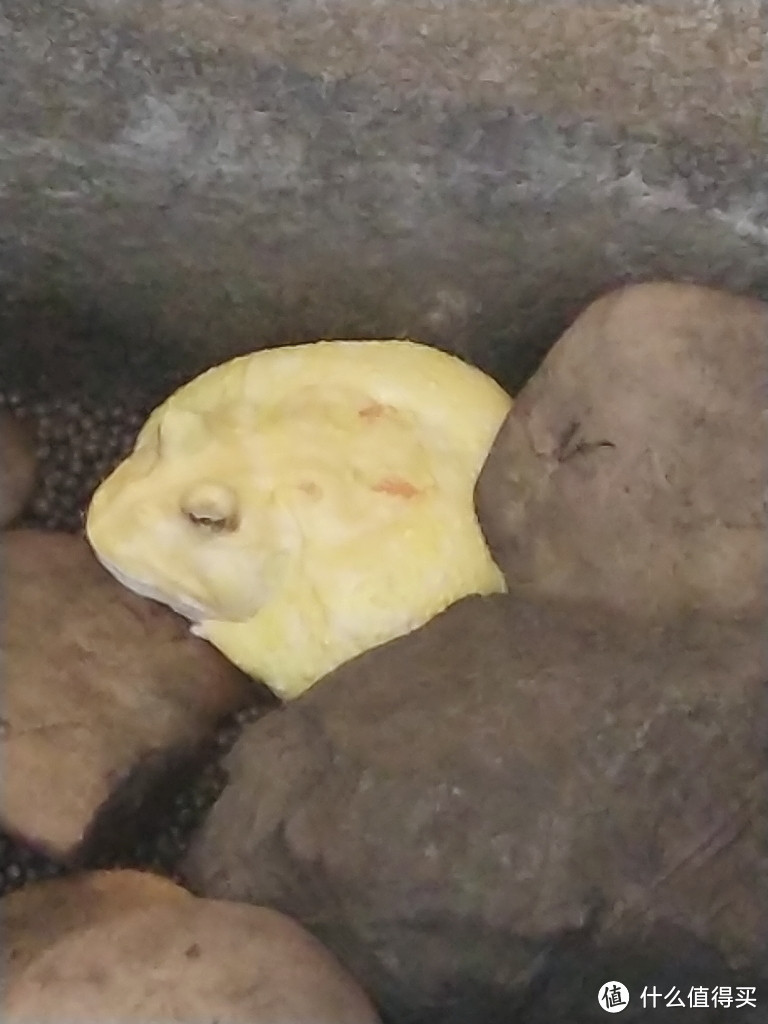 睡着的黄色蛤蟆
