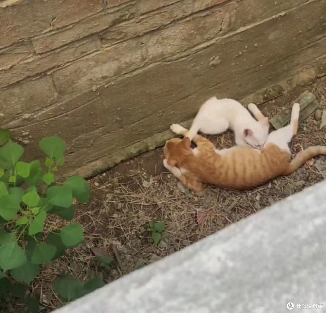 什么猫粮喂流浪猫合适？