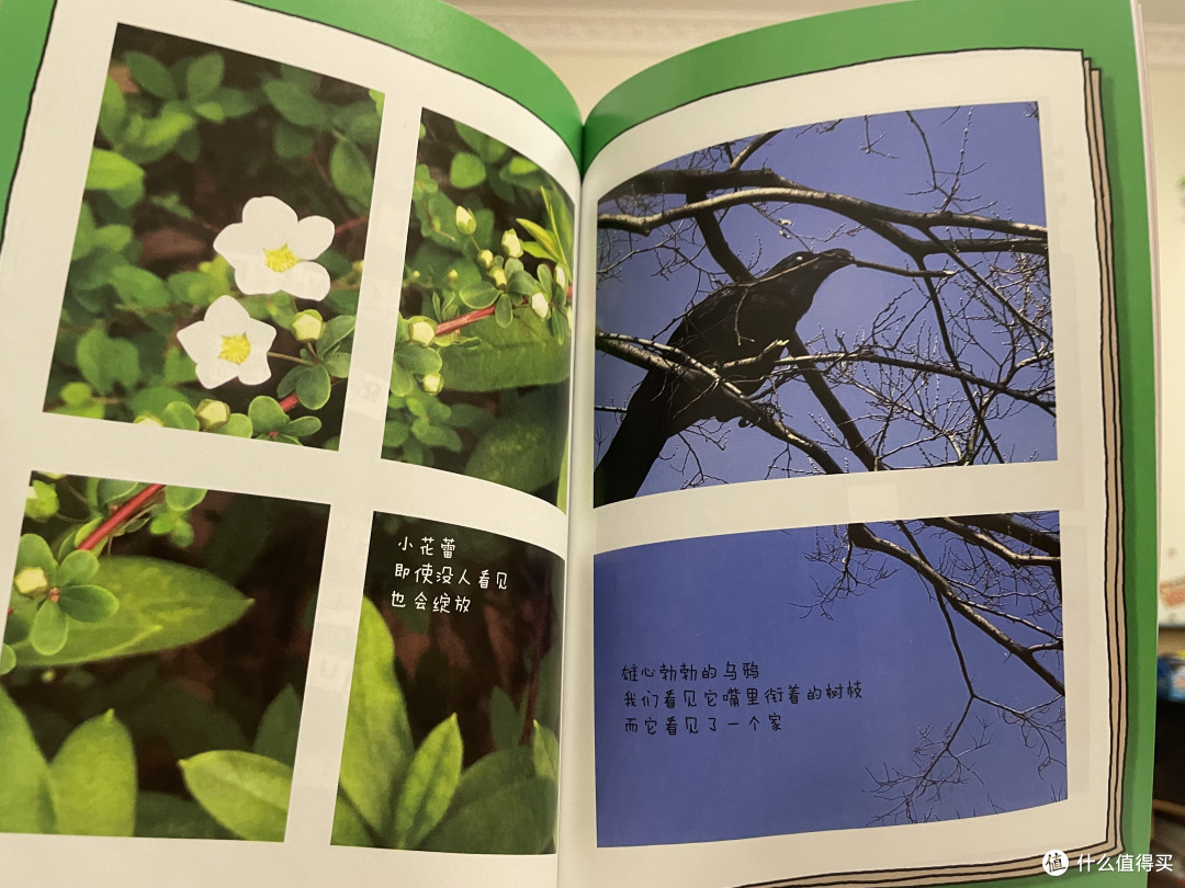 猫咪开堂教画?神探狗狗系列太会玩