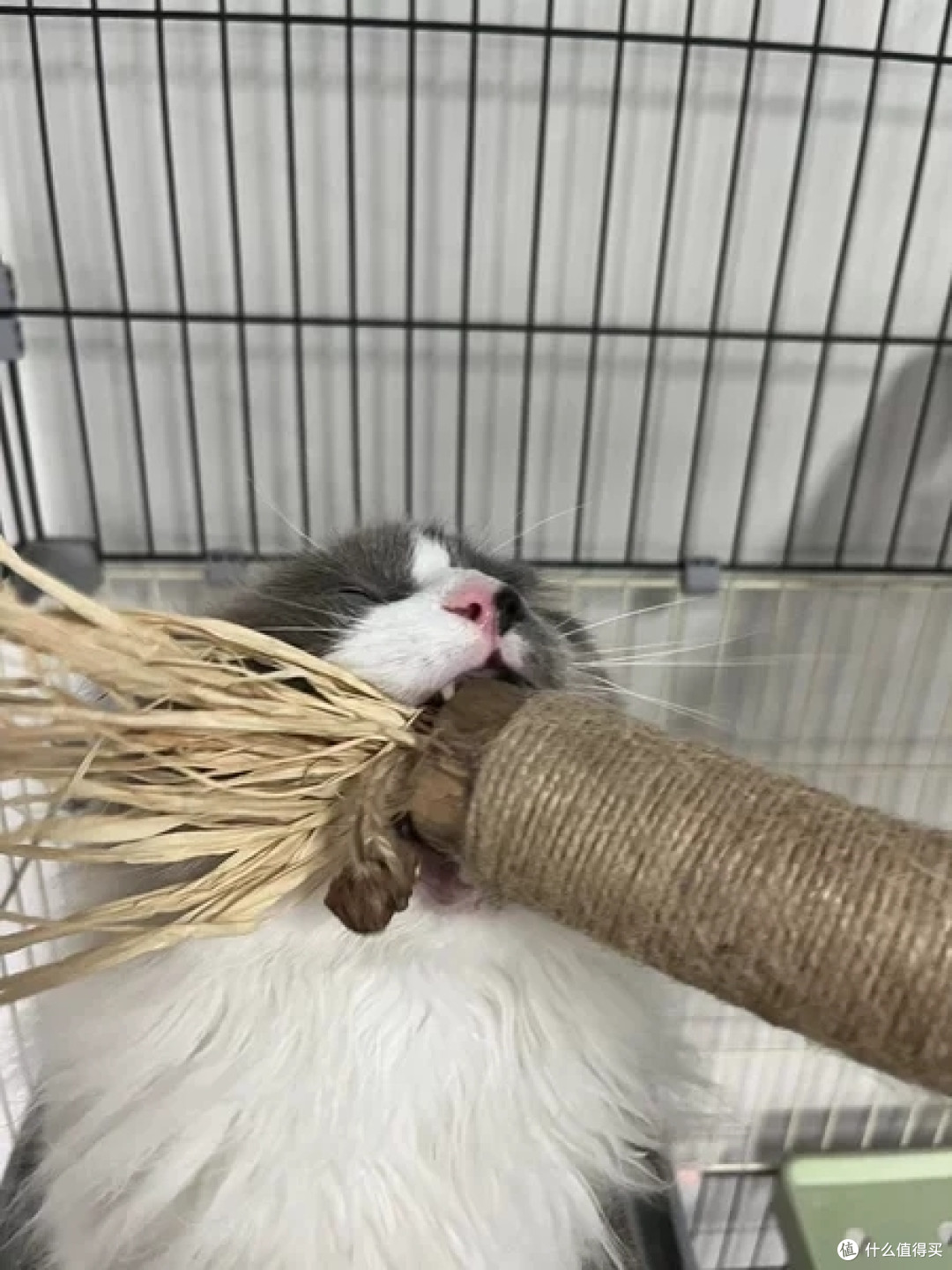 猫咪的磨牙棒应该怎么选,有什么好的推荐吗?