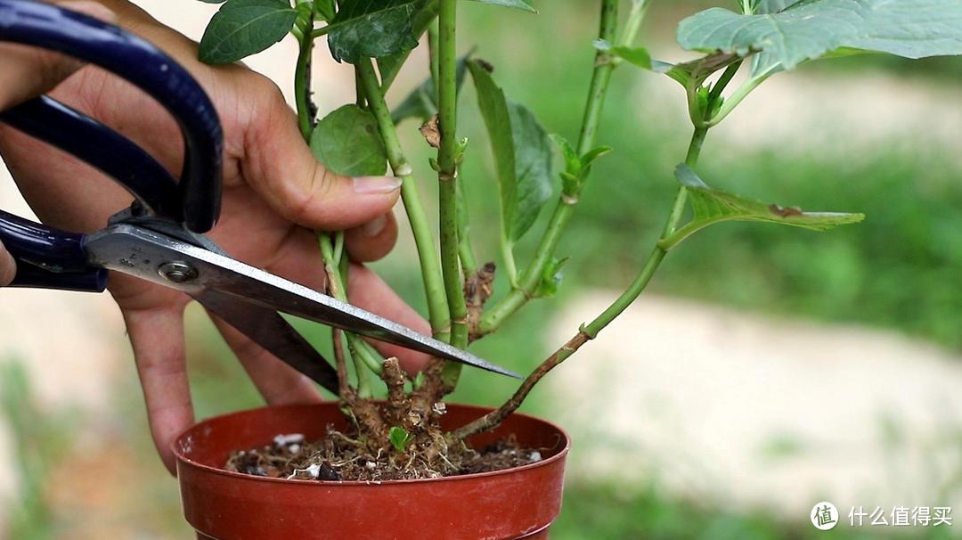 秋季养绣球花，有“一件事”别忘做，来年顺利开花，花球更多更艳