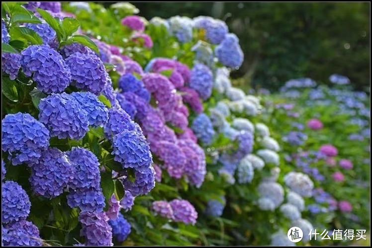 秋季养绣球花，有“一件事”别忘做，来年顺利开花，花球更多更艳