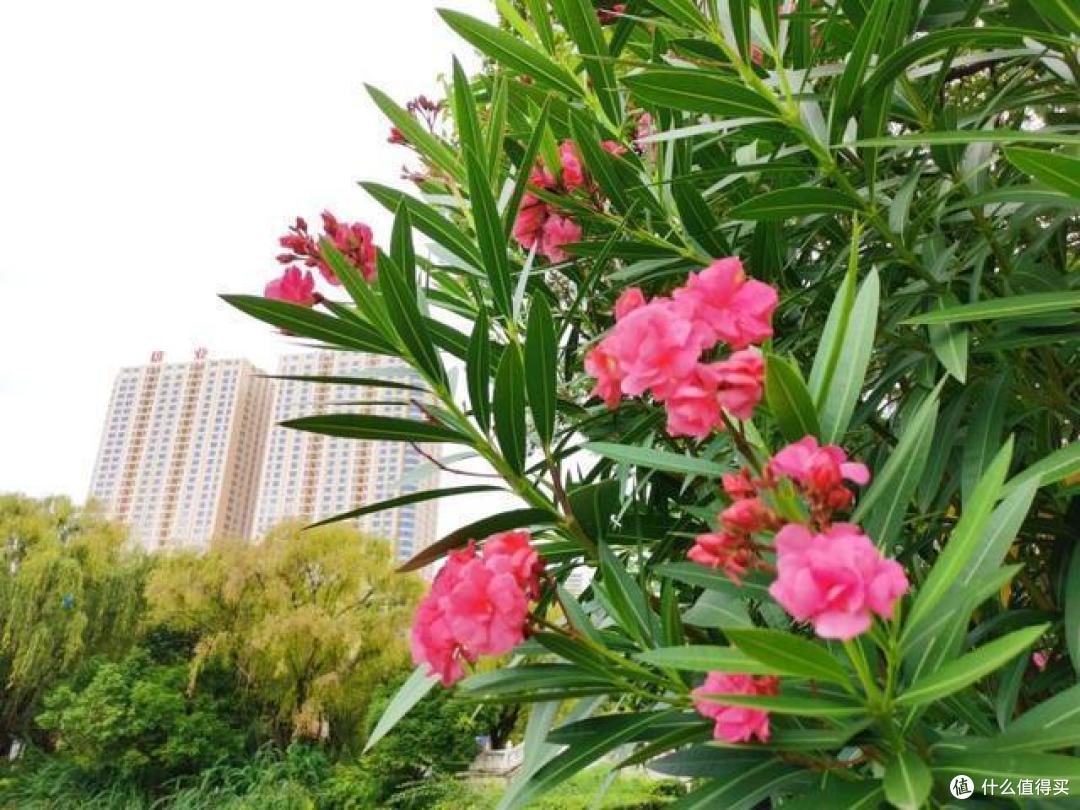 曾随处可见的7种“绿化树”,如今想见一种都难,不适合终会淘汰