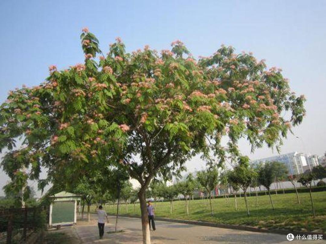 曾随处可见的7种“绿化树”,如今想见一种都难,不适合终会淘汰