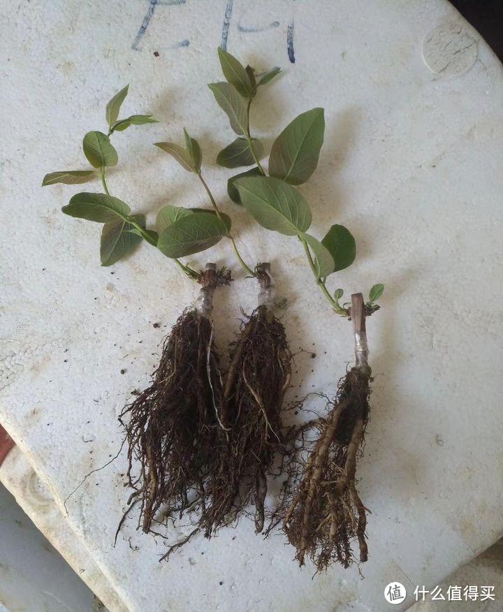 3种能吃的漂亮绿植，不用花钱买，掐个枝插土里就生根，很好养活