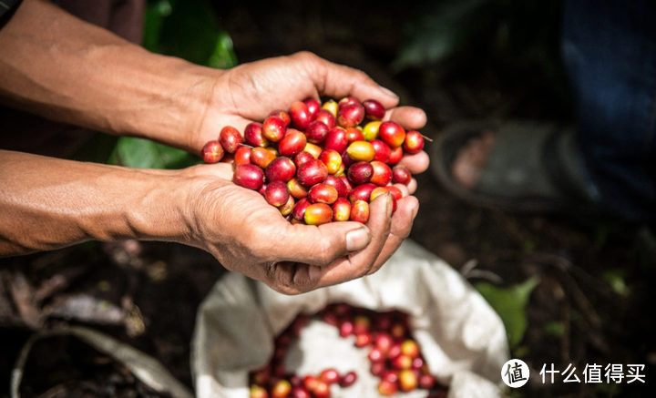 咖啡知识学习分享|闻名世界的8款咖啡豆