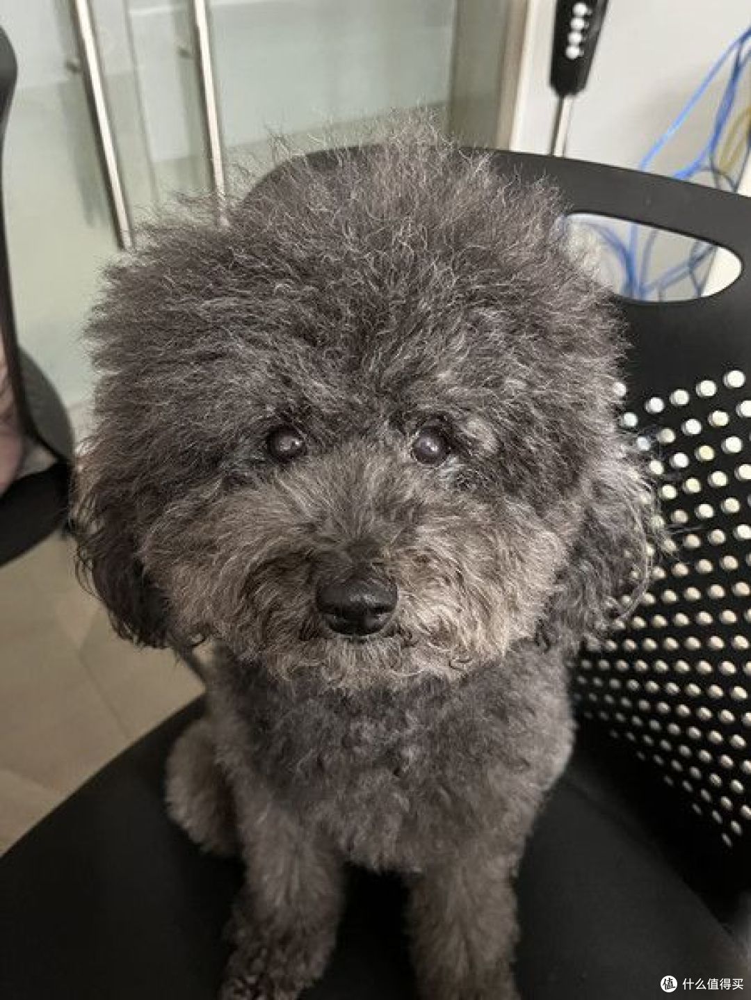 养猫好还是狗好?(我小时候养猫,长大了养狗)