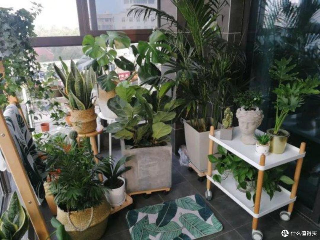 老祖宗留下的16个养花口诀,记住了学会了,何愁花草长不旺!
