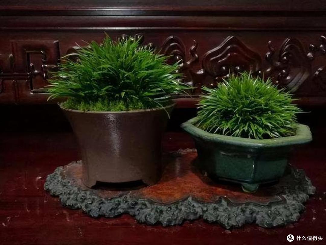 老祖宗留下的16个养花口诀,记住了学会了,何愁花草长不旺!