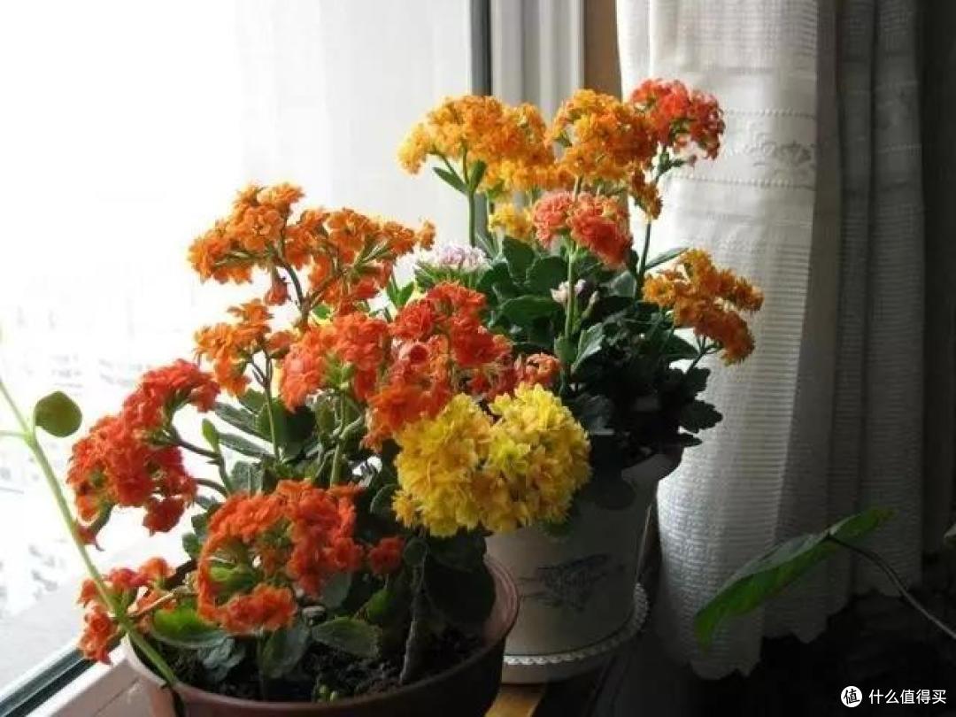 老祖宗留下的16个养花口诀,记住了学会了,何愁花草长不旺!