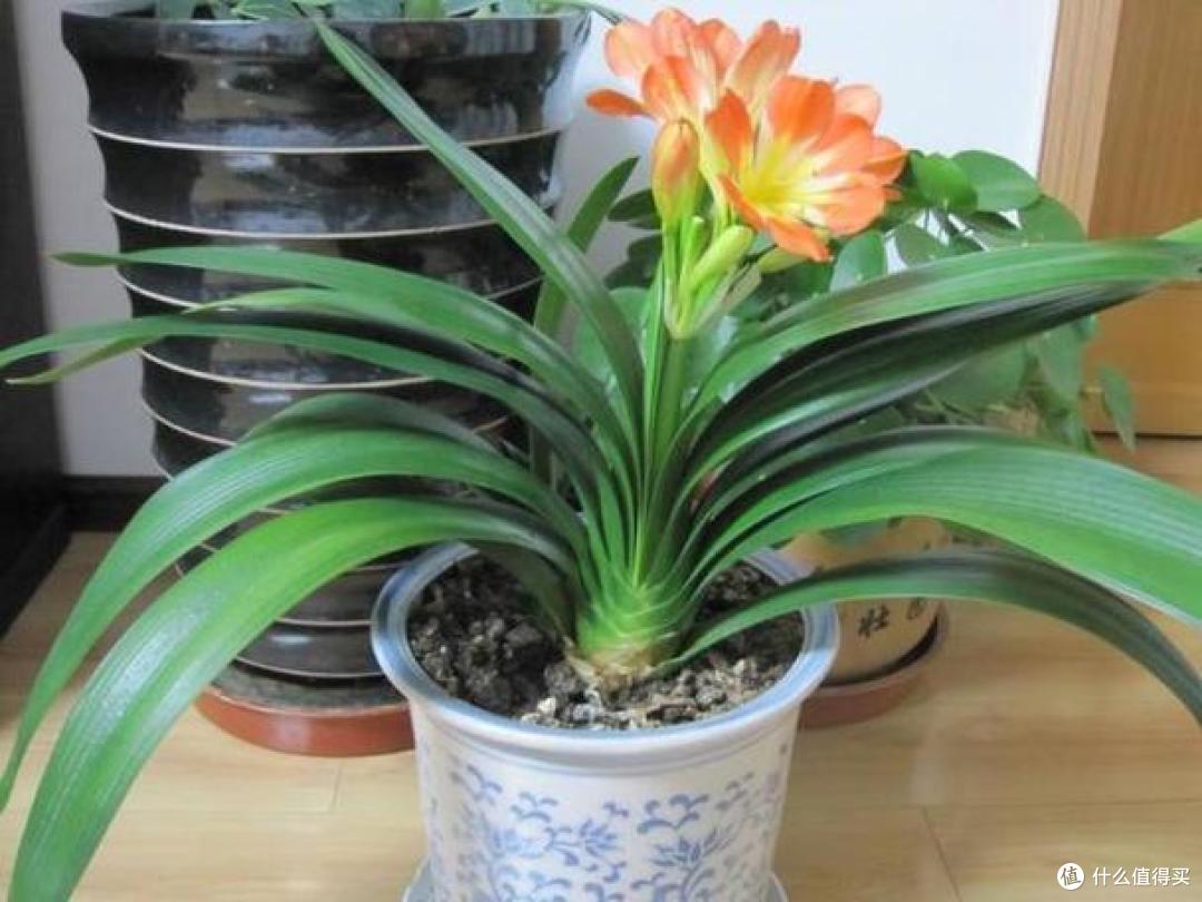 养君子兰,植料里掺上“它”,10年都不会烂根,长成“大绿扇”