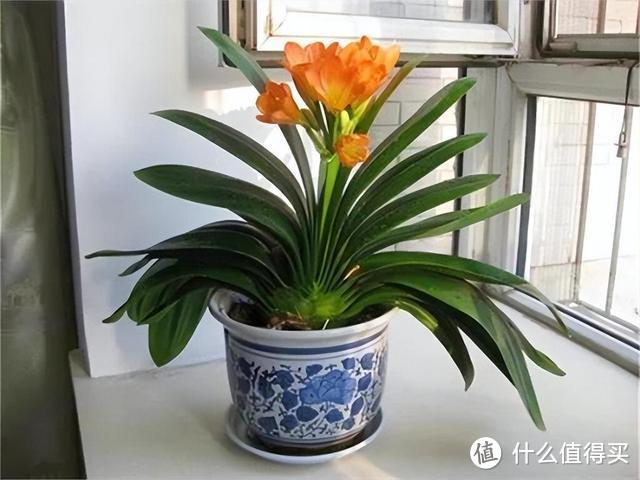 养君子兰,植料里掺上“它”,10年都不会烂根,长成“大绿扇”