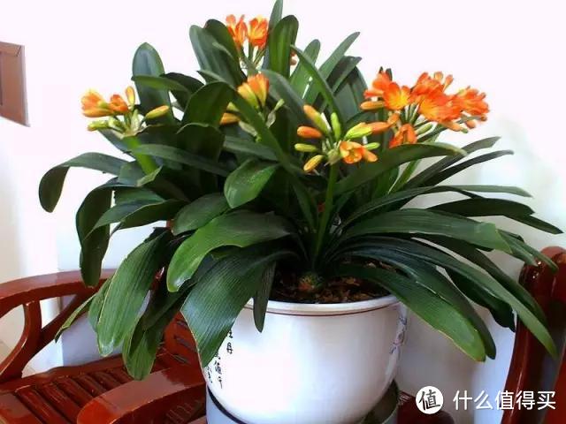 养君子兰,植料里掺上“它”,10年都不会烂根,长成“大绿扇”