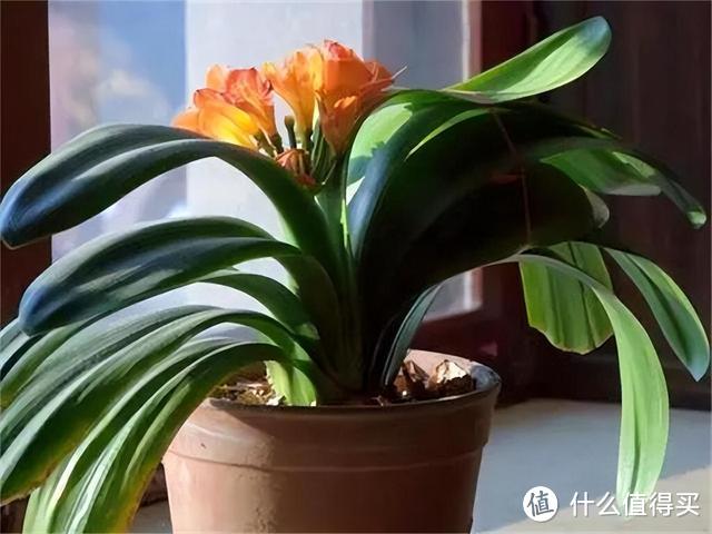 养君子兰,植料里掺上“它”,10年都不会烂根,长成“大绿扇”