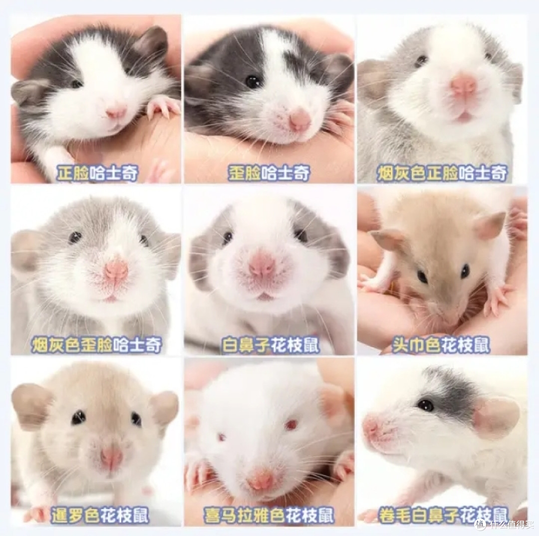 除了猫狗以外那些有趣的萌宠