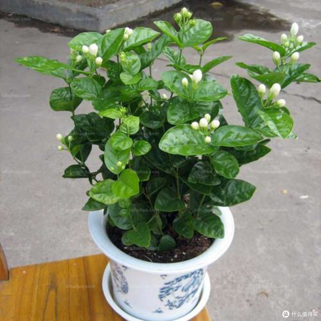 茉莉花的种植方法和注意事项