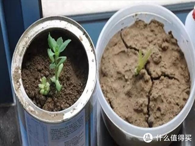 休眠花卉的花盆里发现这“4物”，是在“求救”，可别不当一回事