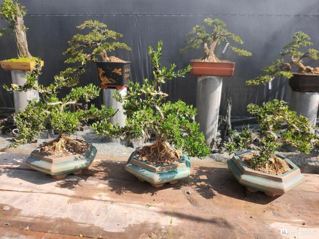 “种上福气树,十家有九家富”,代代相传的“植树箴言”,该听
