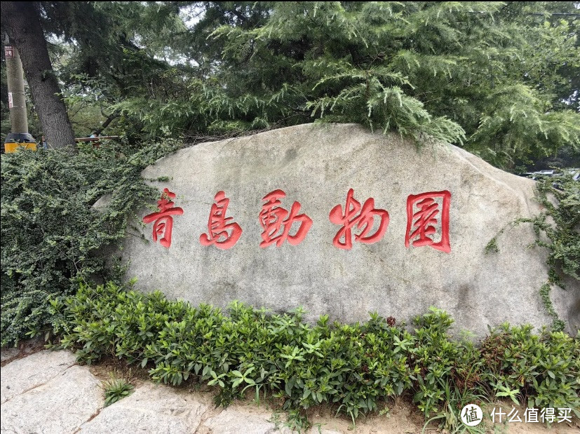 青岛动物园8块5看大熊猫!快带孩子来!