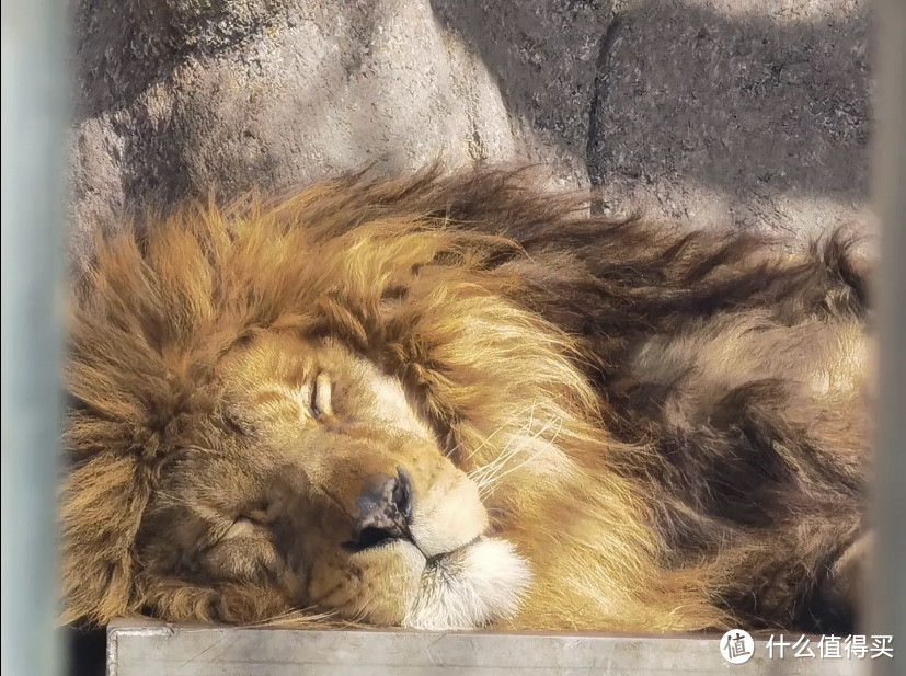 青岛动物园8块5看大熊猫!快带孩子来!