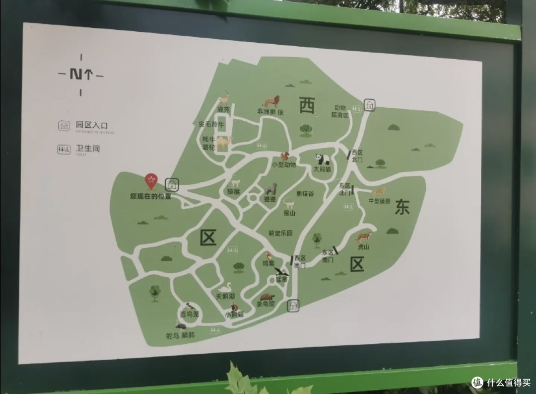 青岛动物园8块5看大熊猫!快带孩子来!