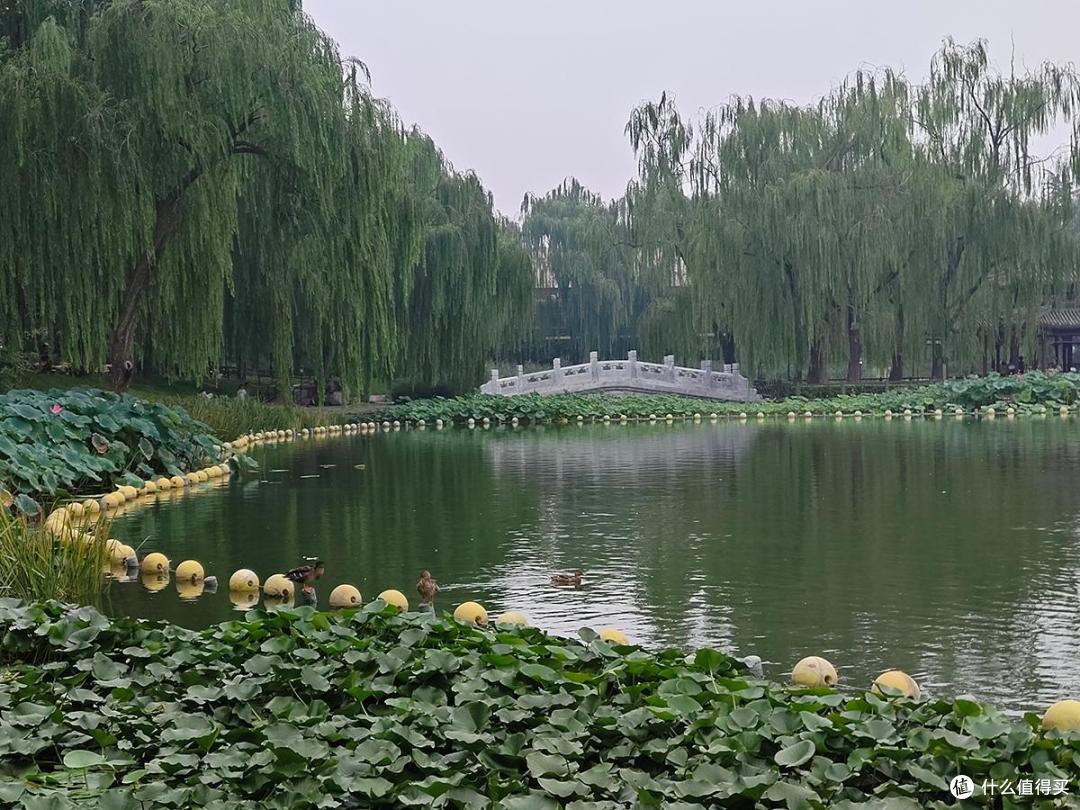 夏日荷花情之陶然亭公园游玩随拍记录