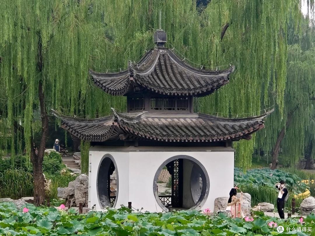 夏日荷花情之陶然亭公园游玩随拍记录