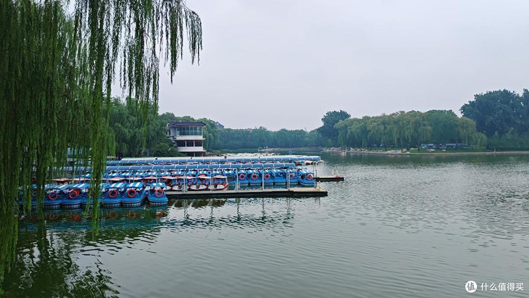 夏日荷花情之陶然亭公园游玩随拍记录