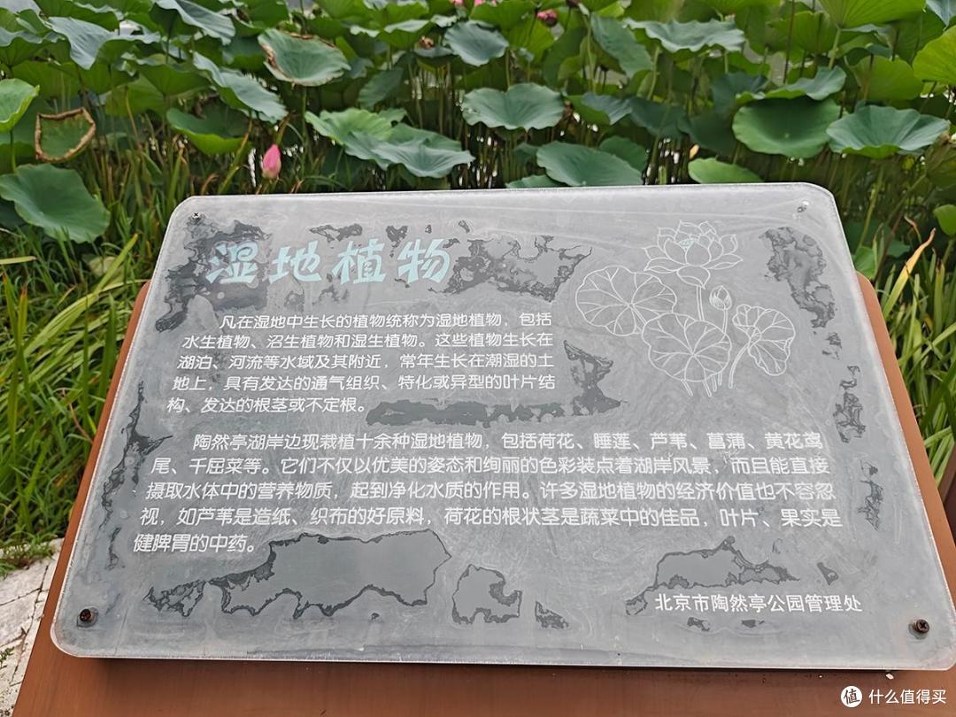 夏日荷花情之陶然亭公园游玩随拍记录