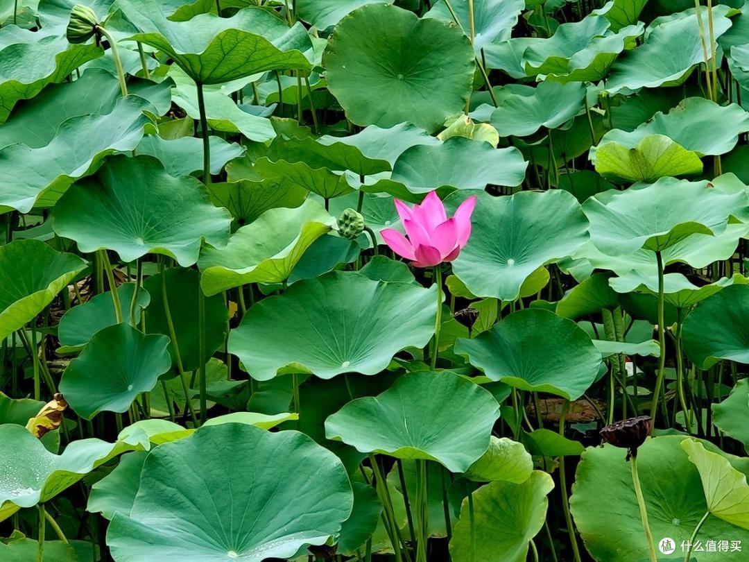 夏日荷花情之陶然亭公园游玩随拍记录