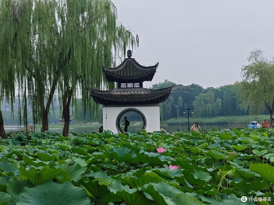 夏日荷花情之陶然亭公园游玩随拍记录