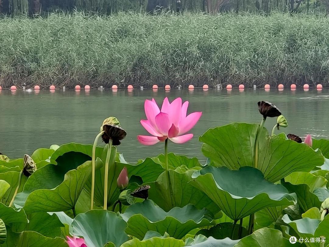 夏日荷花情之陶然亭公园游玩随拍记录