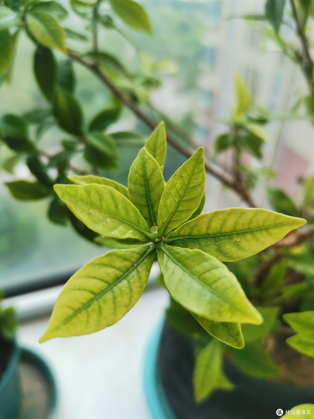 养花小技巧, 一招搞定煤污病!