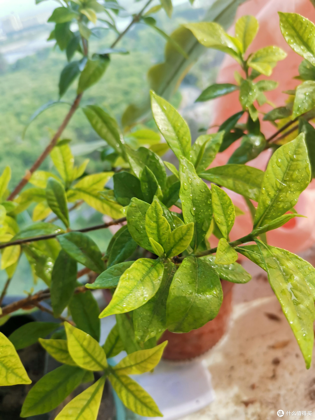 养花小技巧, 一招搞定煤污病!