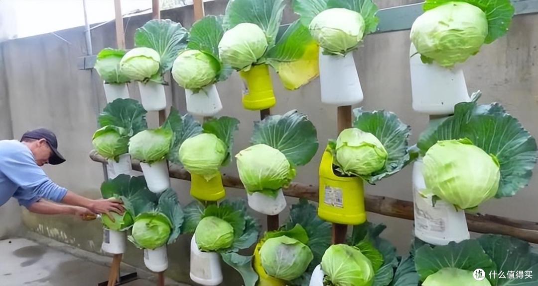 退休大叔因“用塑料桶种菜”而走红，附近阿姨们有福了，争相模仿