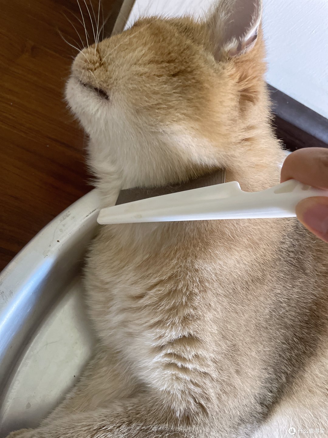 老弟很喜欢梳下巴