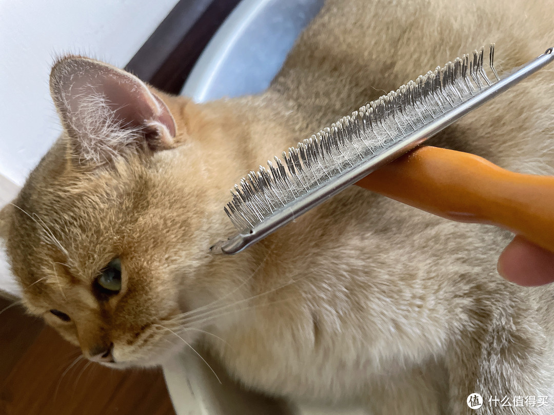 给猫咪梳毛，我按头推荐这把梳子！