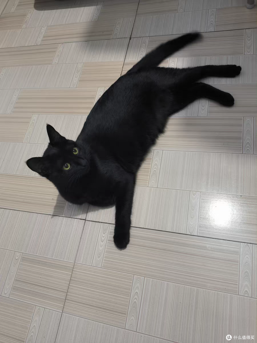 给猫咪买了一个逗猫棒，看它的样子很喜欢