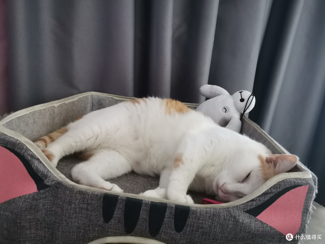 三只猫收获什么：一身猫毛