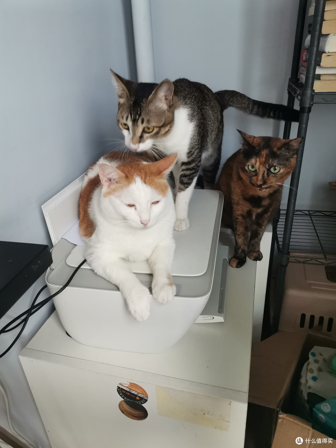 三只猫收获什么：一身猫毛