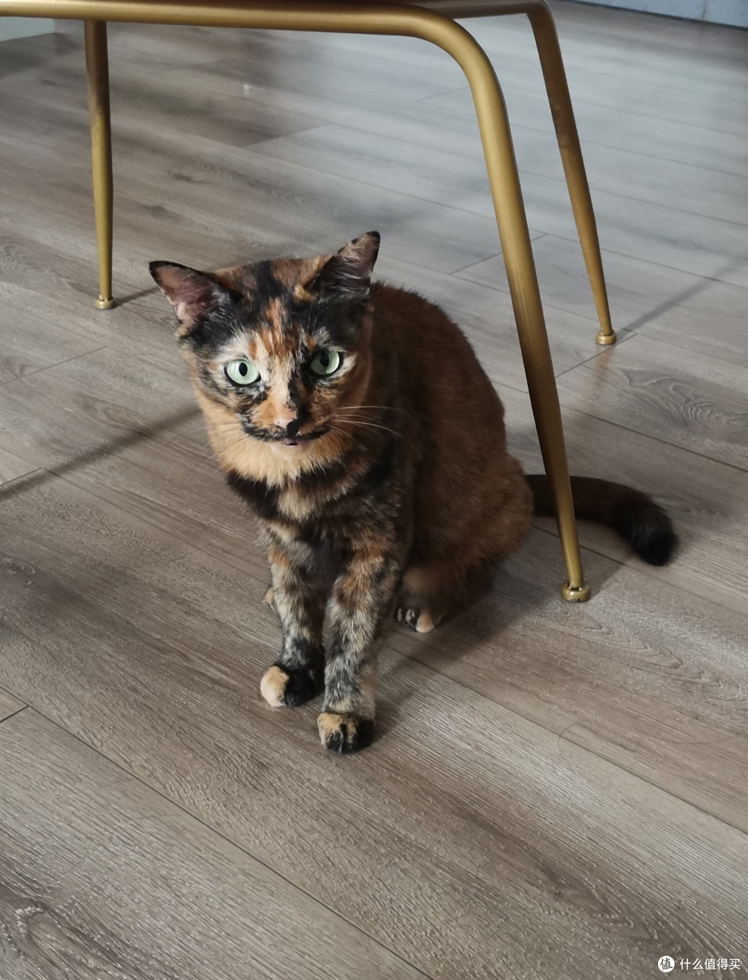 三只猫收获什么：一身猫毛
