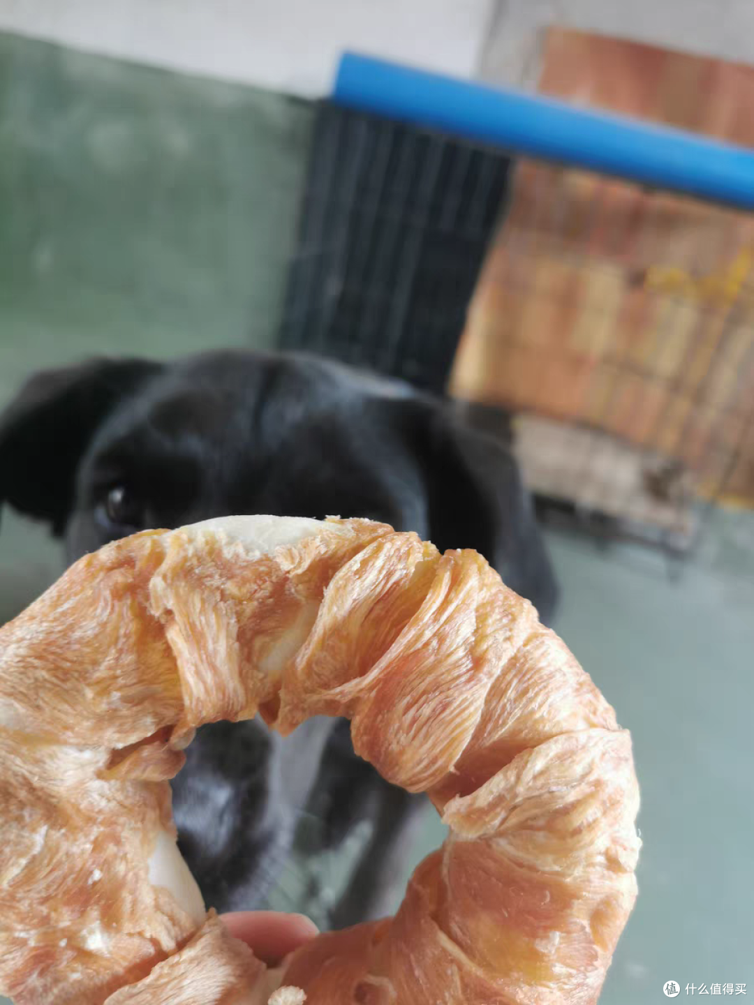 给狗子买的鸡肉牛皮圈狗子开心极了
