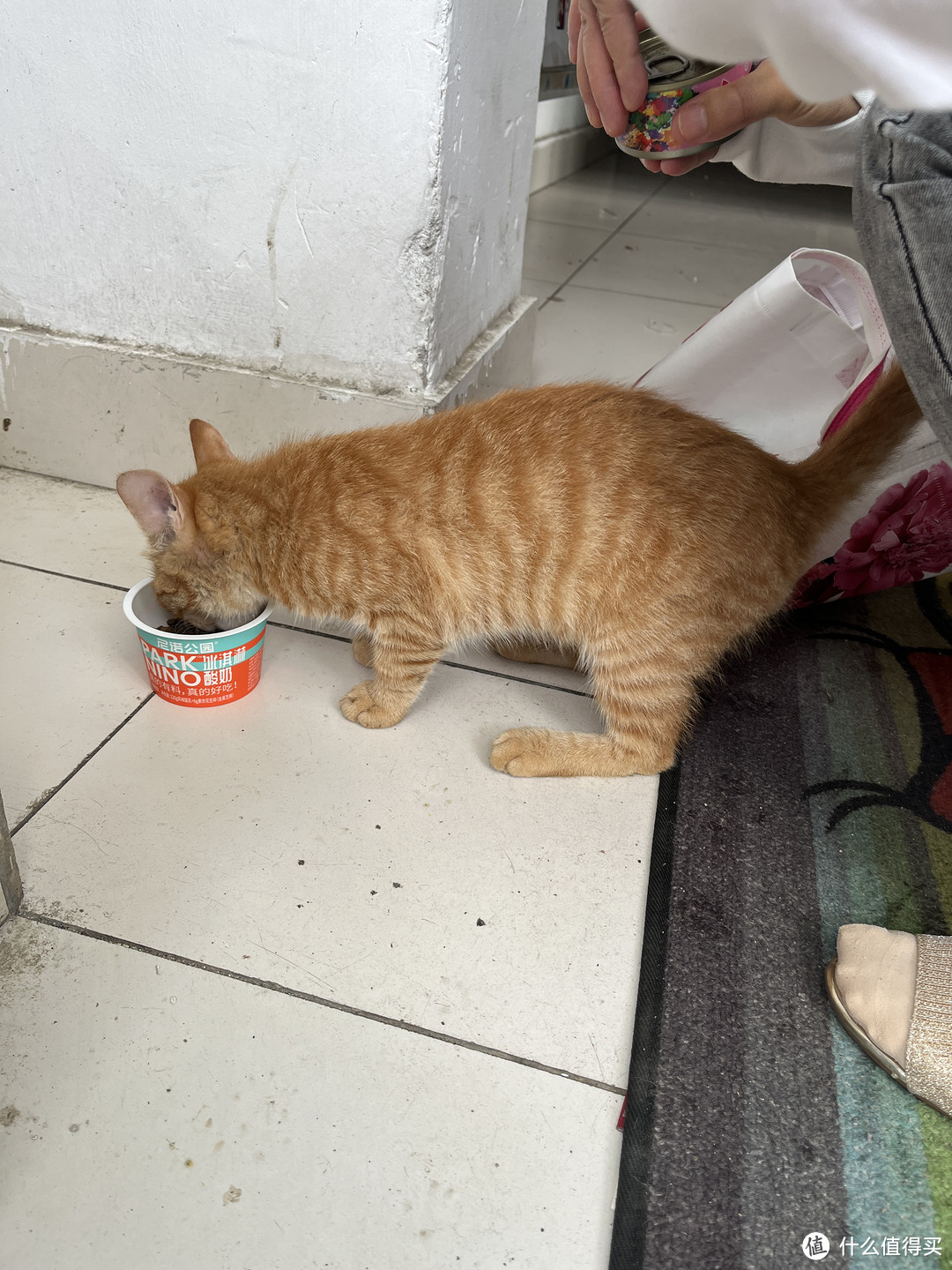 小区流浪猫“大橘”的幸福生活