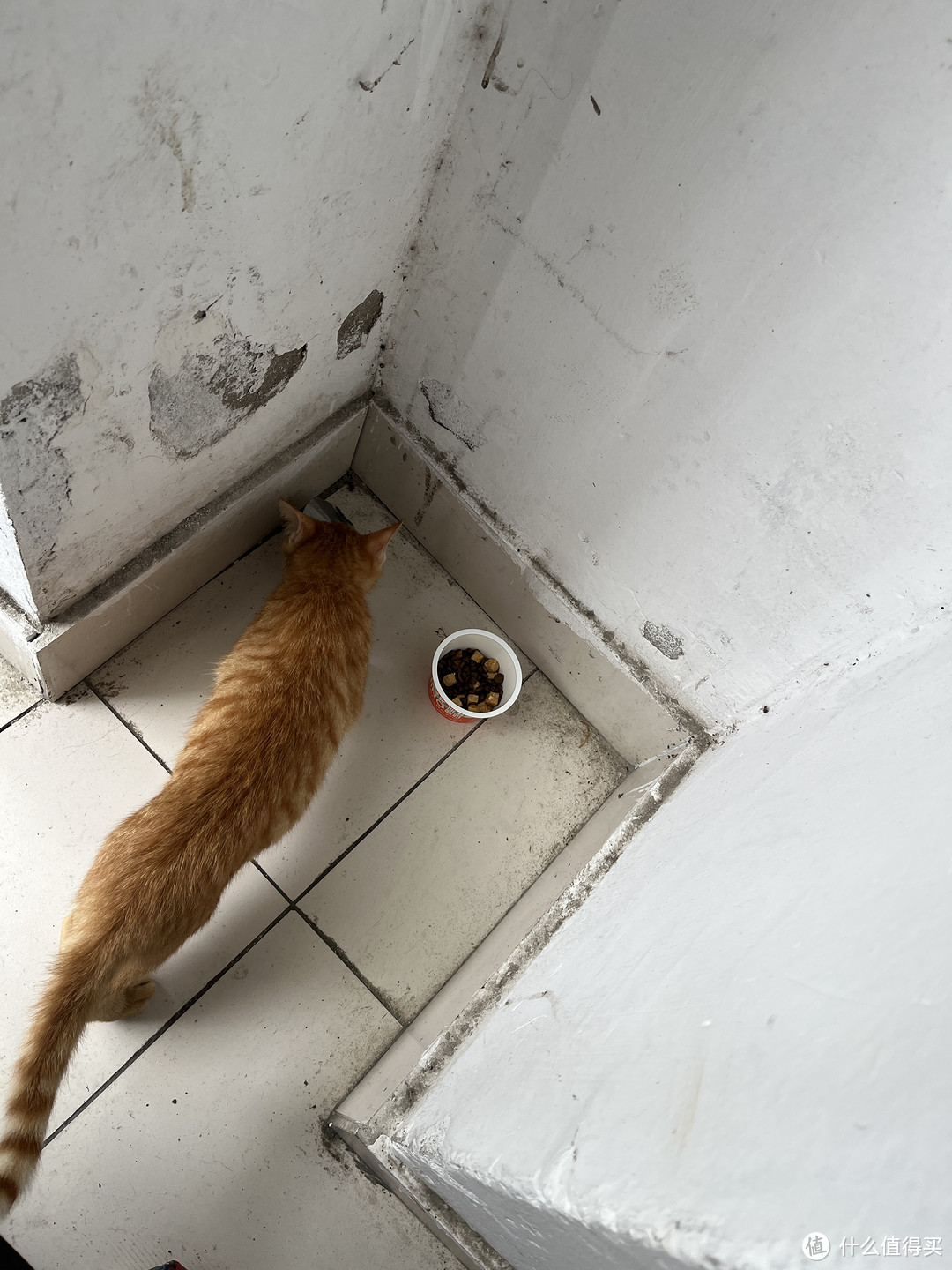 小区流浪猫“大橘”的幸福生活