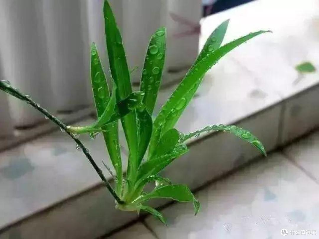 6种漂亮花，立秋后快扦插，10天就生根，插多少活多少