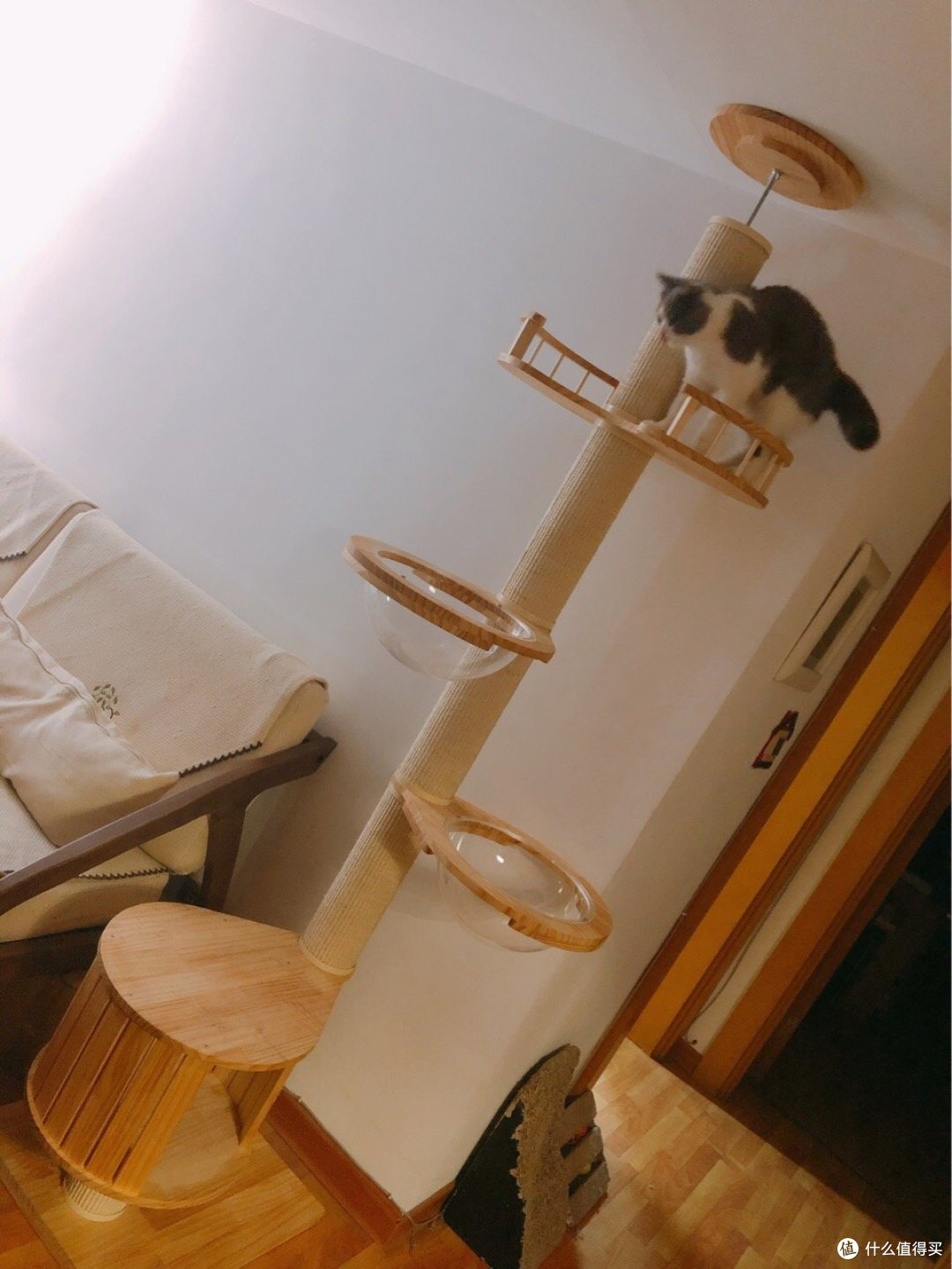 养宠好物——猫爬架推荐