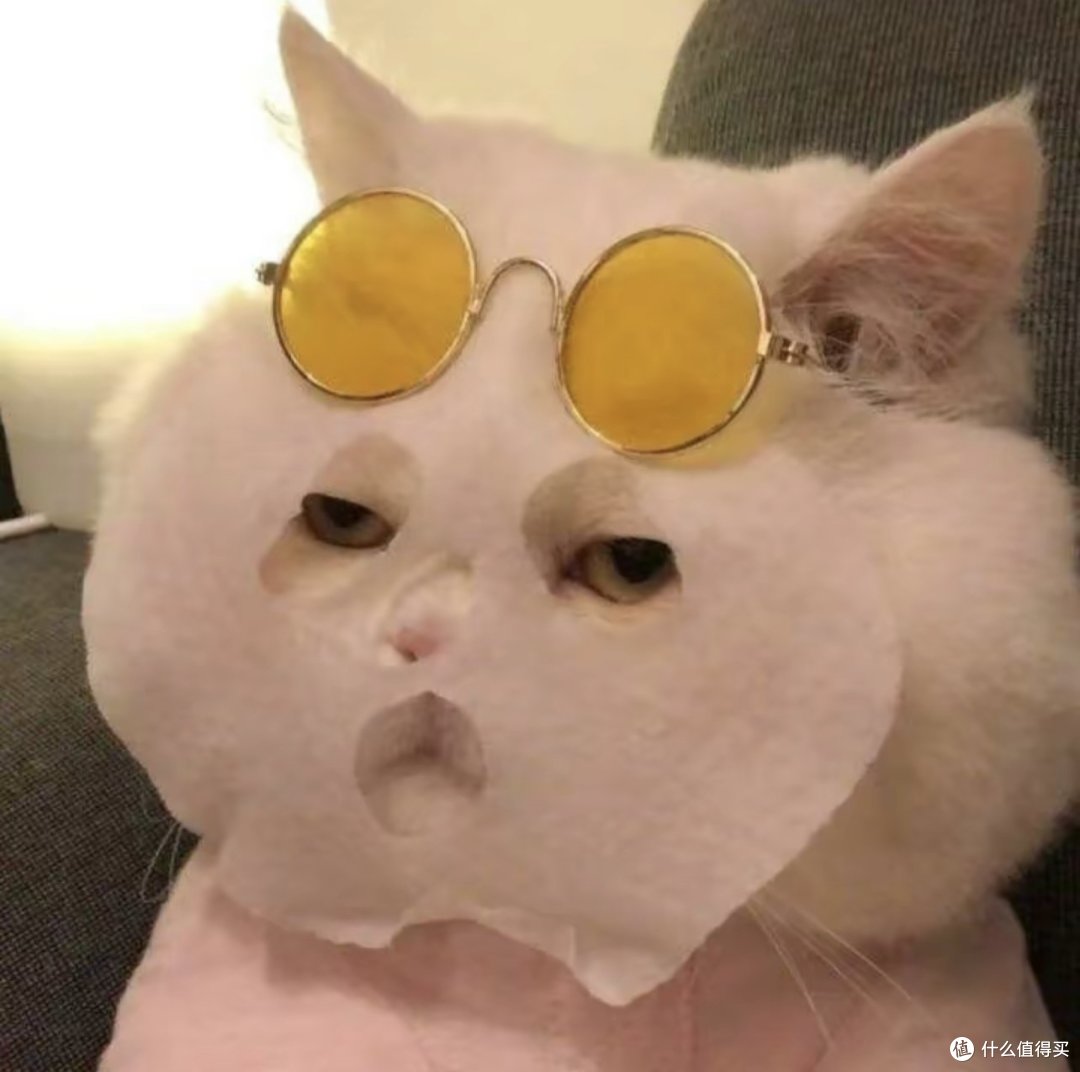 萌宠：我们的助力与陪伴