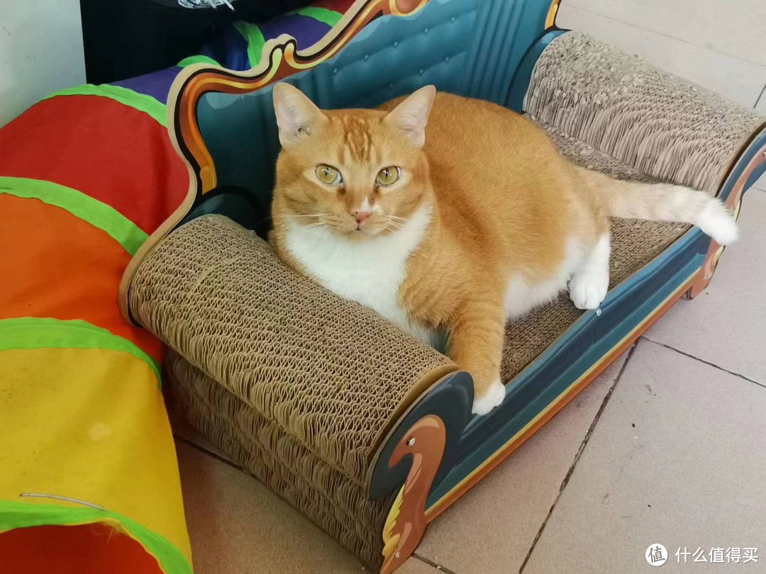 这个猫咪贵妃椅，猫咪坐上去太霸气了