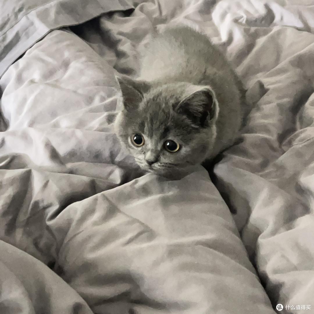 养有一只蓝猫可挺难啊