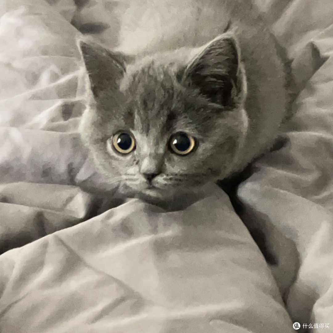 养有一只蓝猫可挺难啊